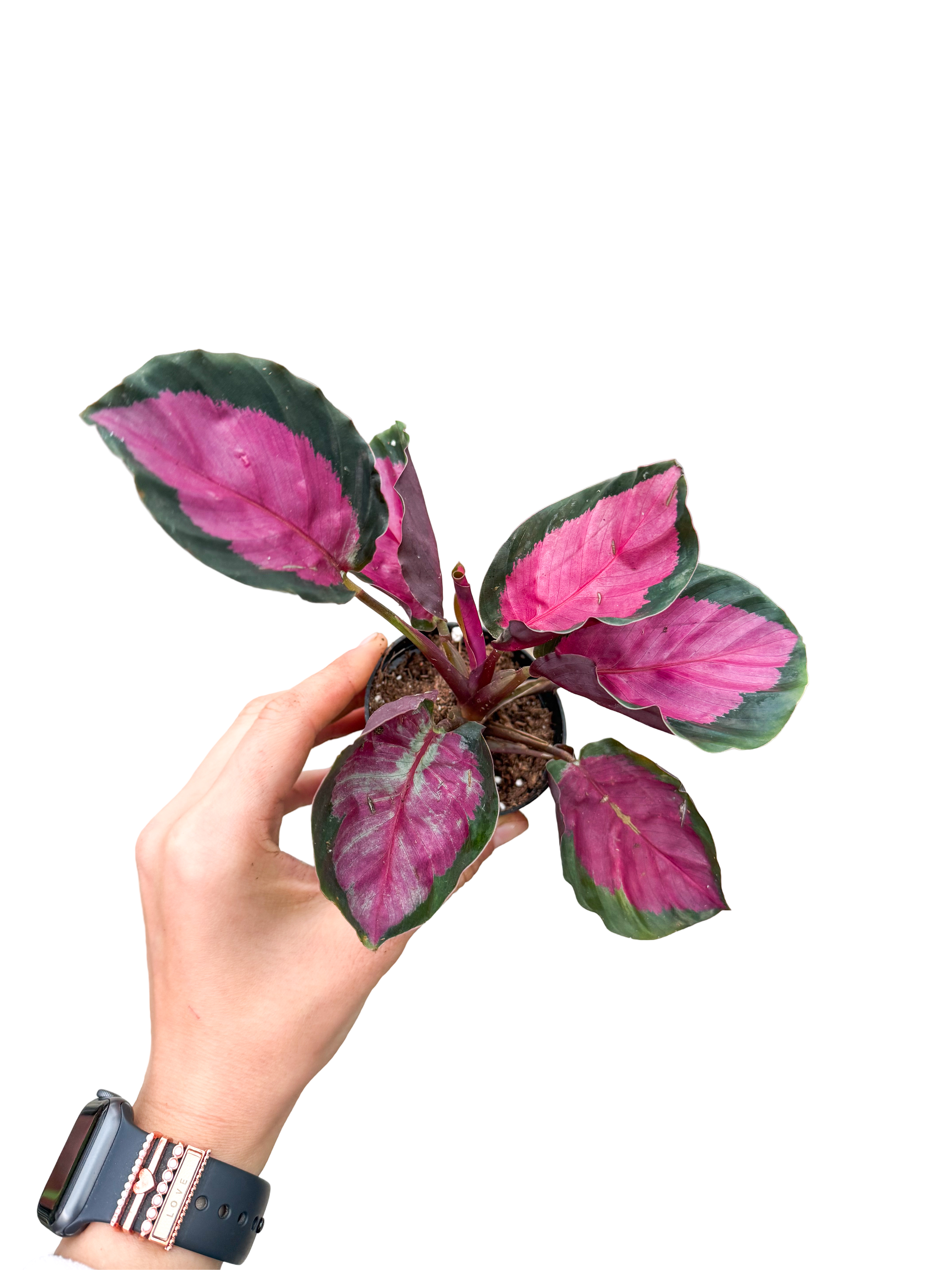Calathea Roseopicta 'Rosy' Dua Çiçeği