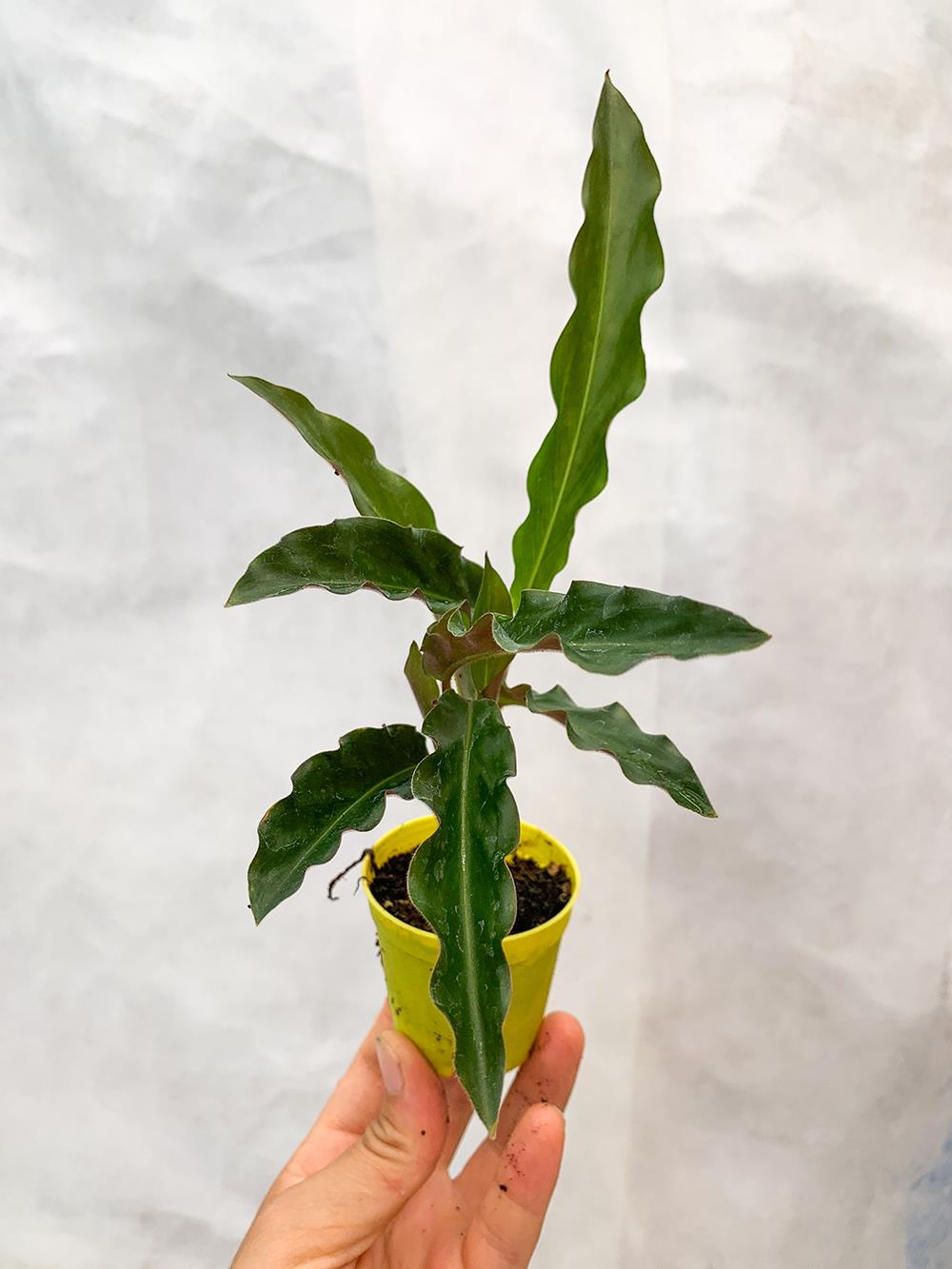 Calathea Rufibarba Dua Çiçeği