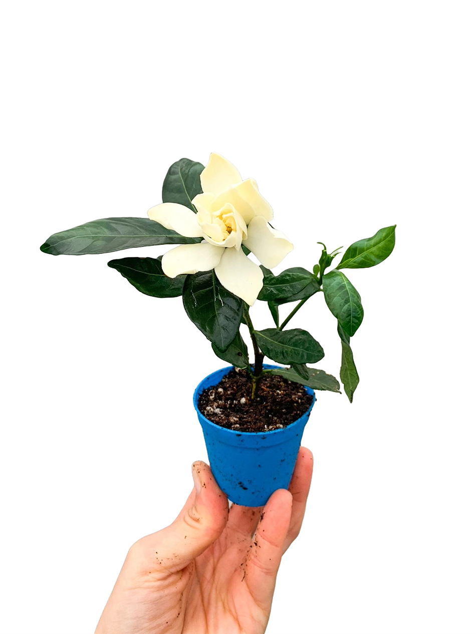 Çiçekli Kokulu Gardenya Bitkisi