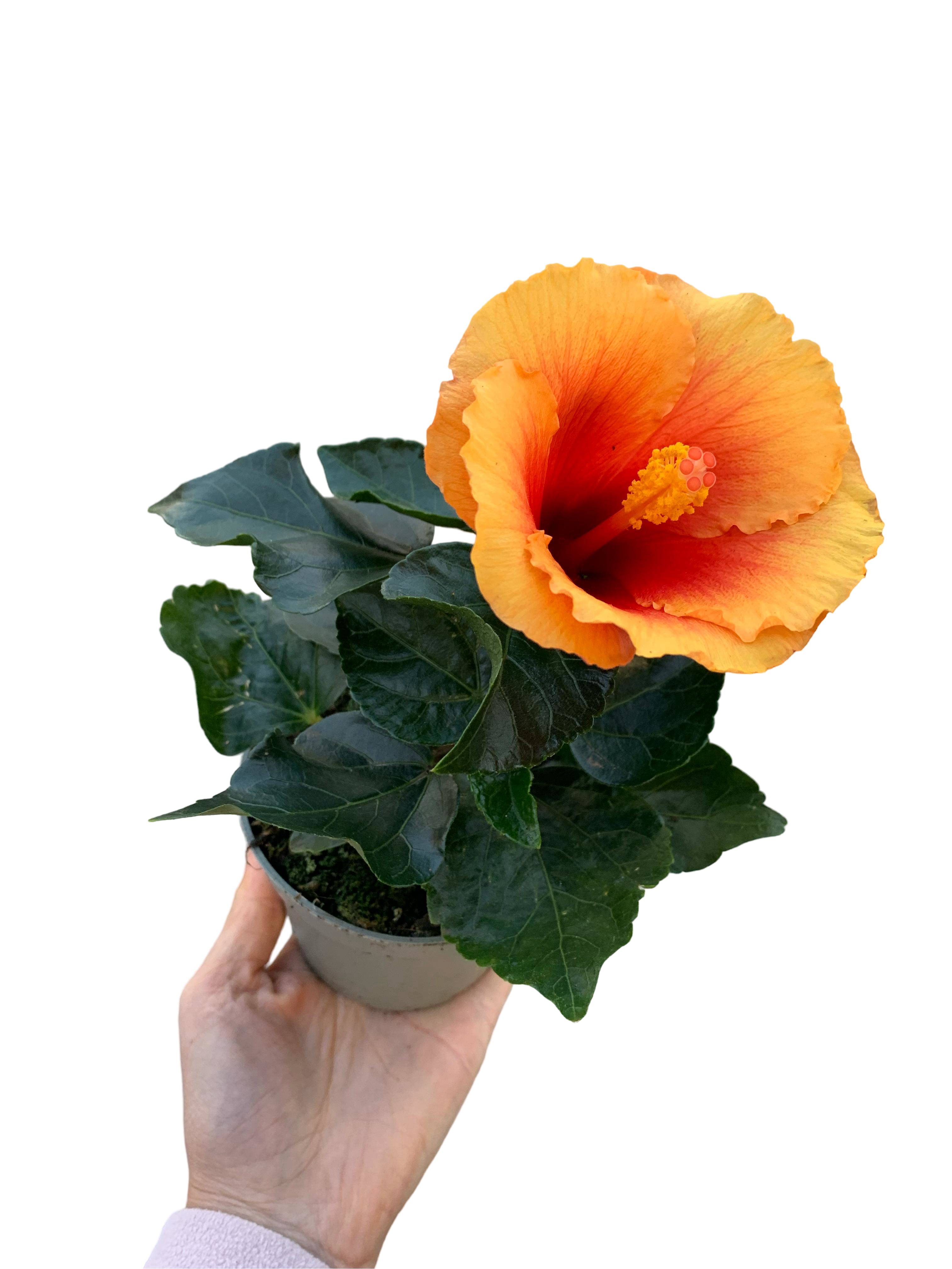 Çift Renkli Hibiscus Çiçeği Japon Gülü
