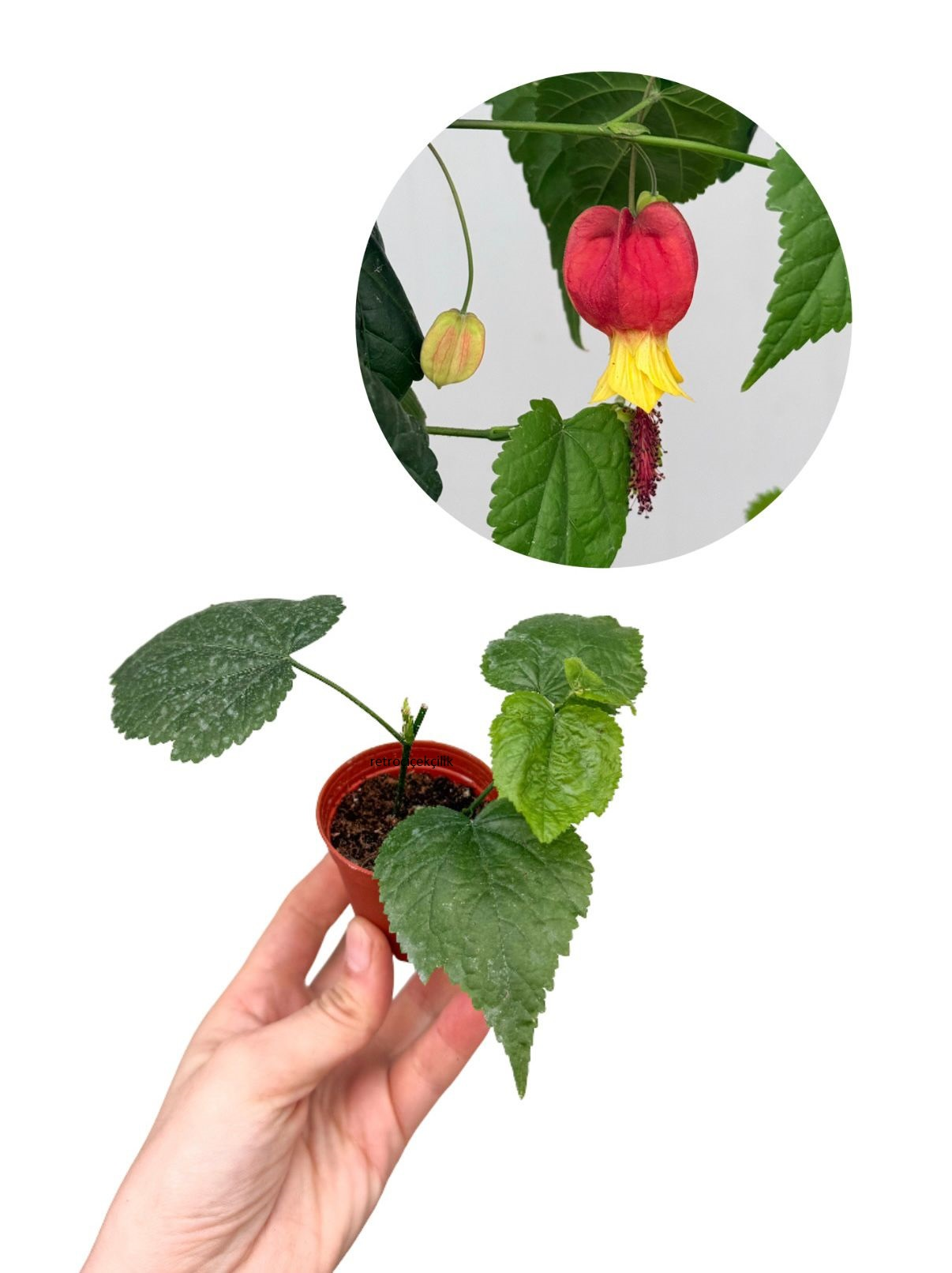 Çin Feneri - Çin Ağaç Küpelisi Mini Abutilon Megapotamicum
