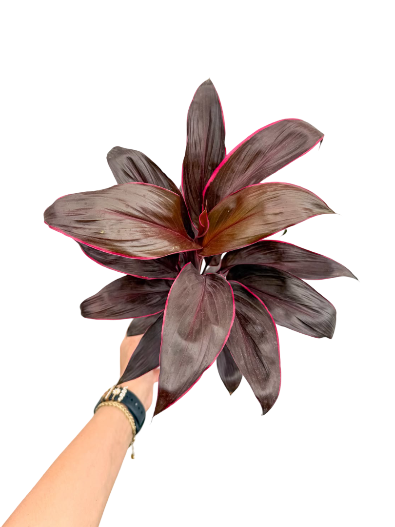 Cordyline Mambo Kordilin Bitkisi
