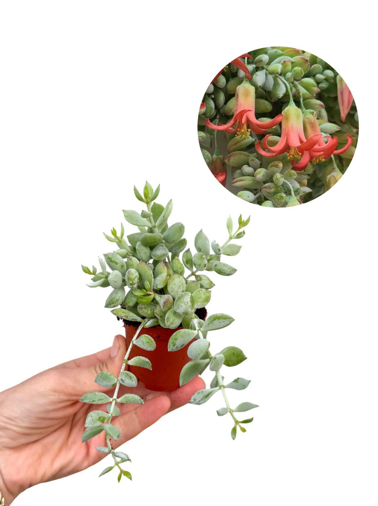 Cotyledon Pendens Turuncu Sarkıcı Sukulent