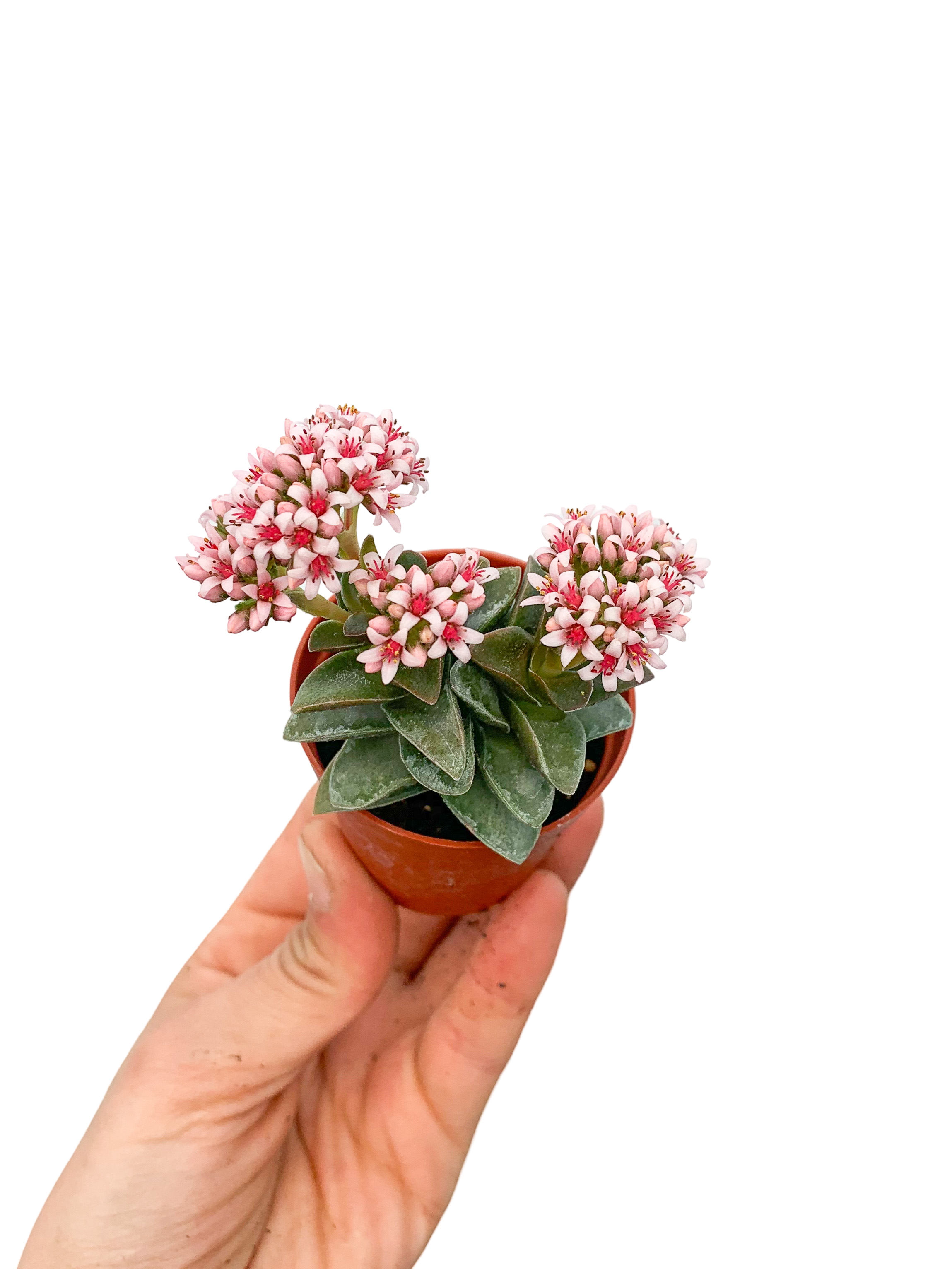Crassula Springtime