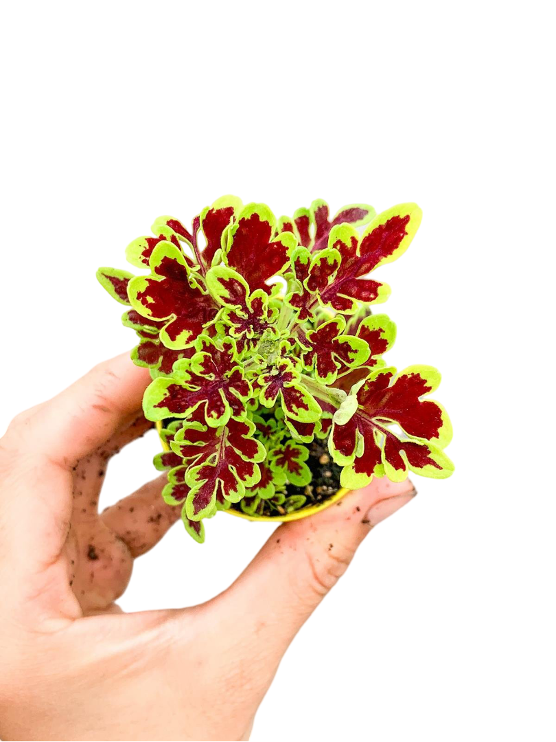 Curly Coleus Yaprak Güzeli