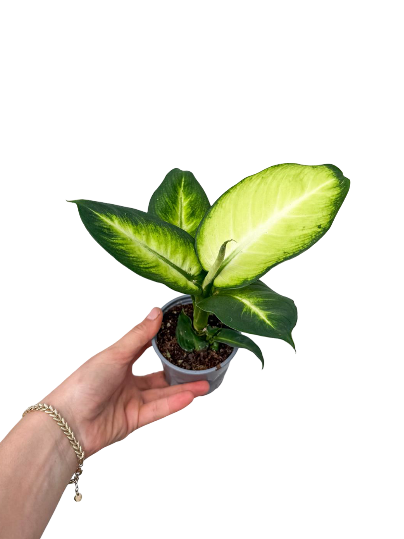 Difenbahya (Dieffenbachia Camilla)