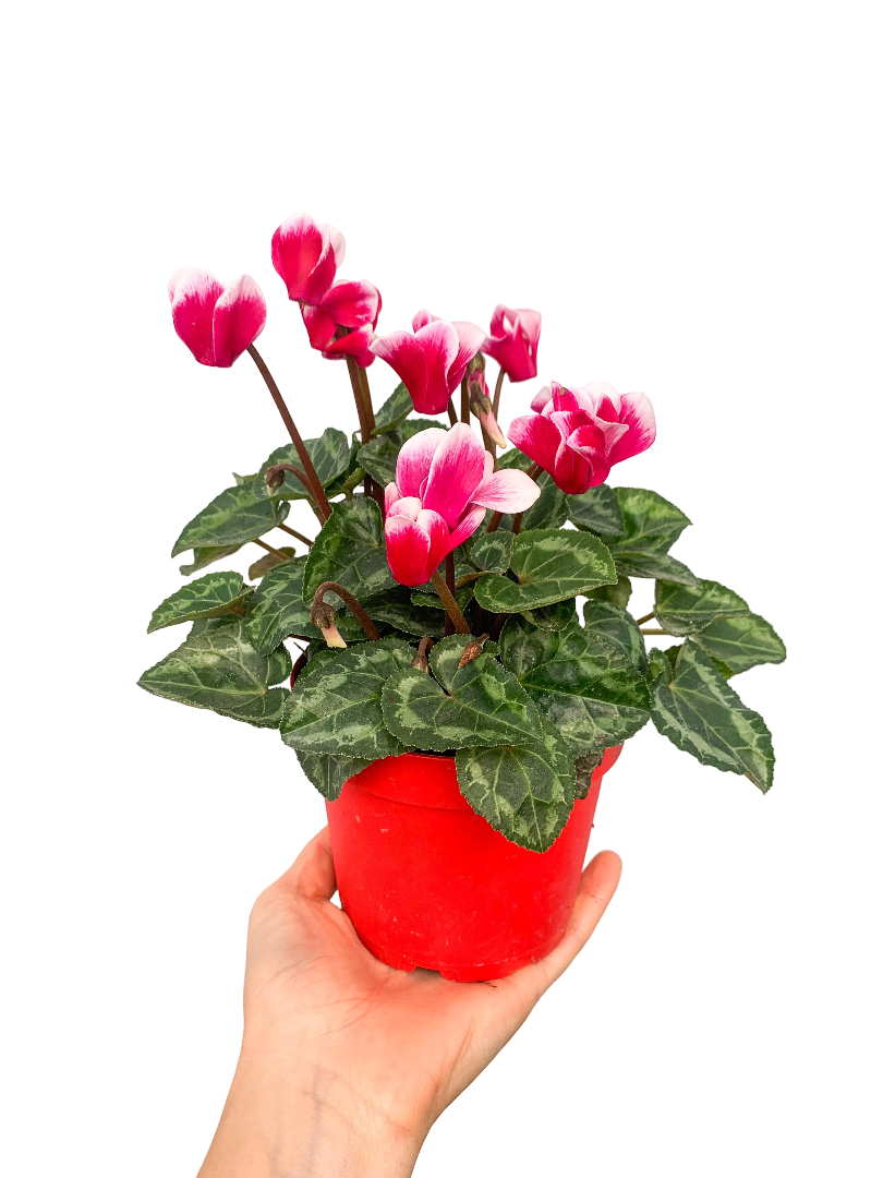 Ebruli Cyclamen Verano (Sıklamen) Fuji Salmon