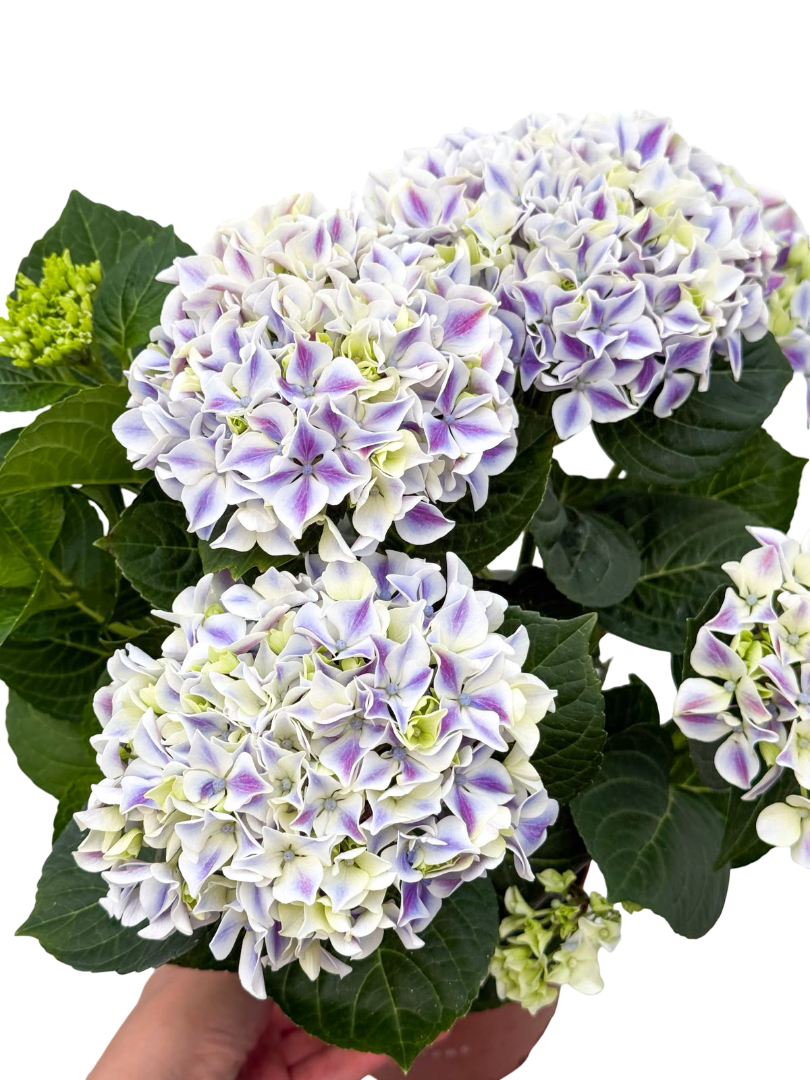 Ebruli Pembe Ortanca Çiçeği - Hydrangea