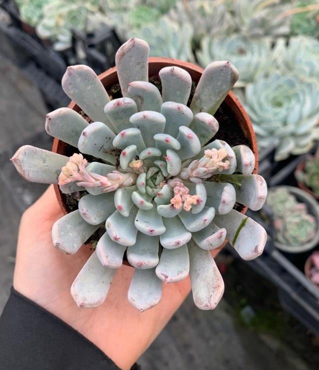 Echeveria 