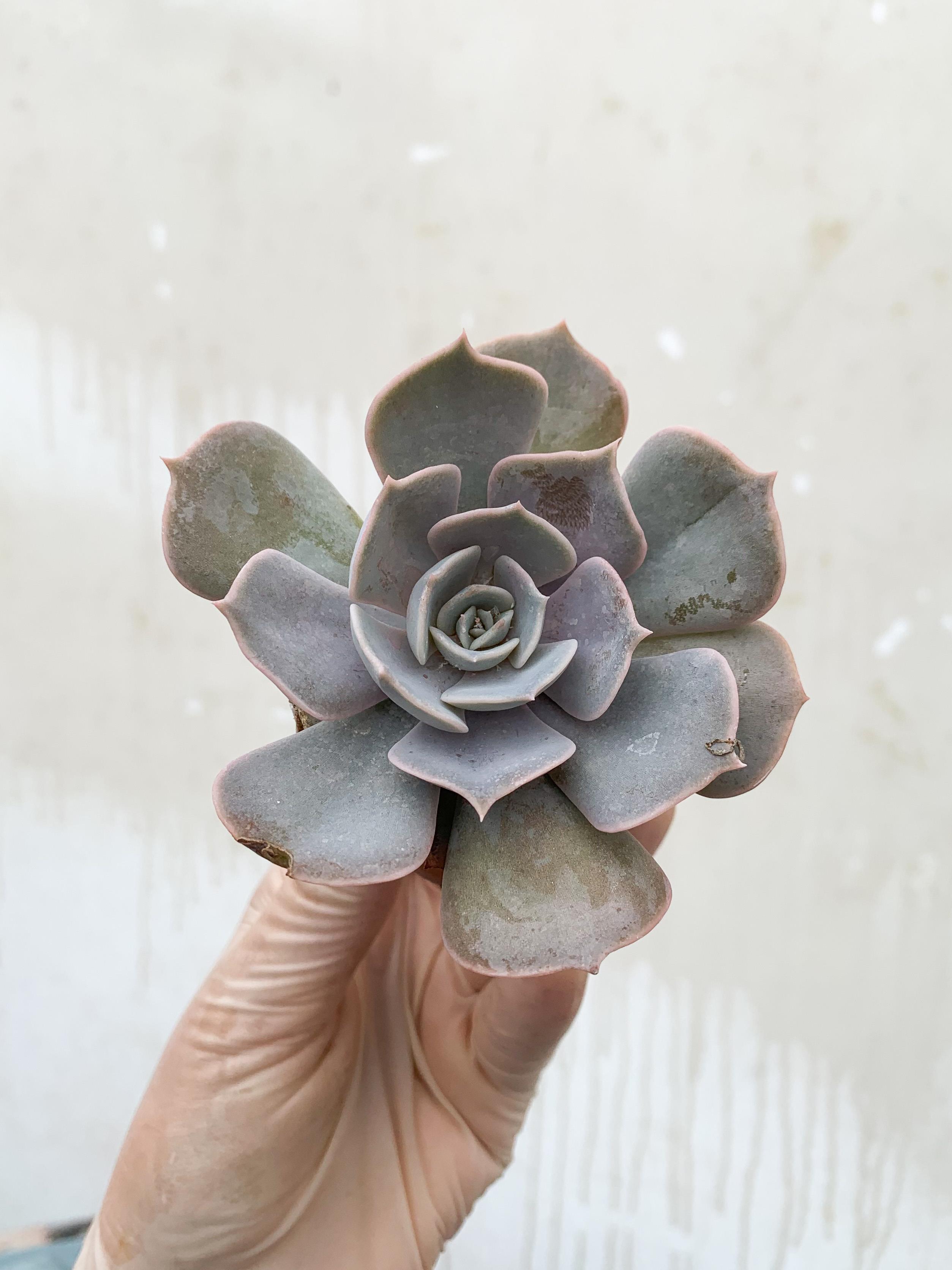 Echeveria Lilacina