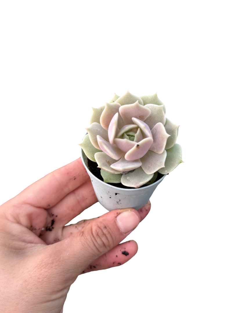 Echeveria Lola