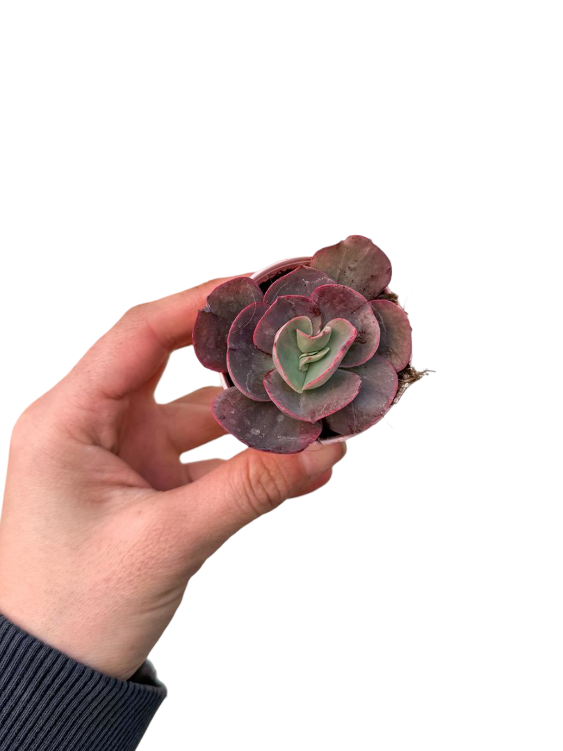 Echeveria Suyon Koleksiyonluk Özel Tür Sukulent