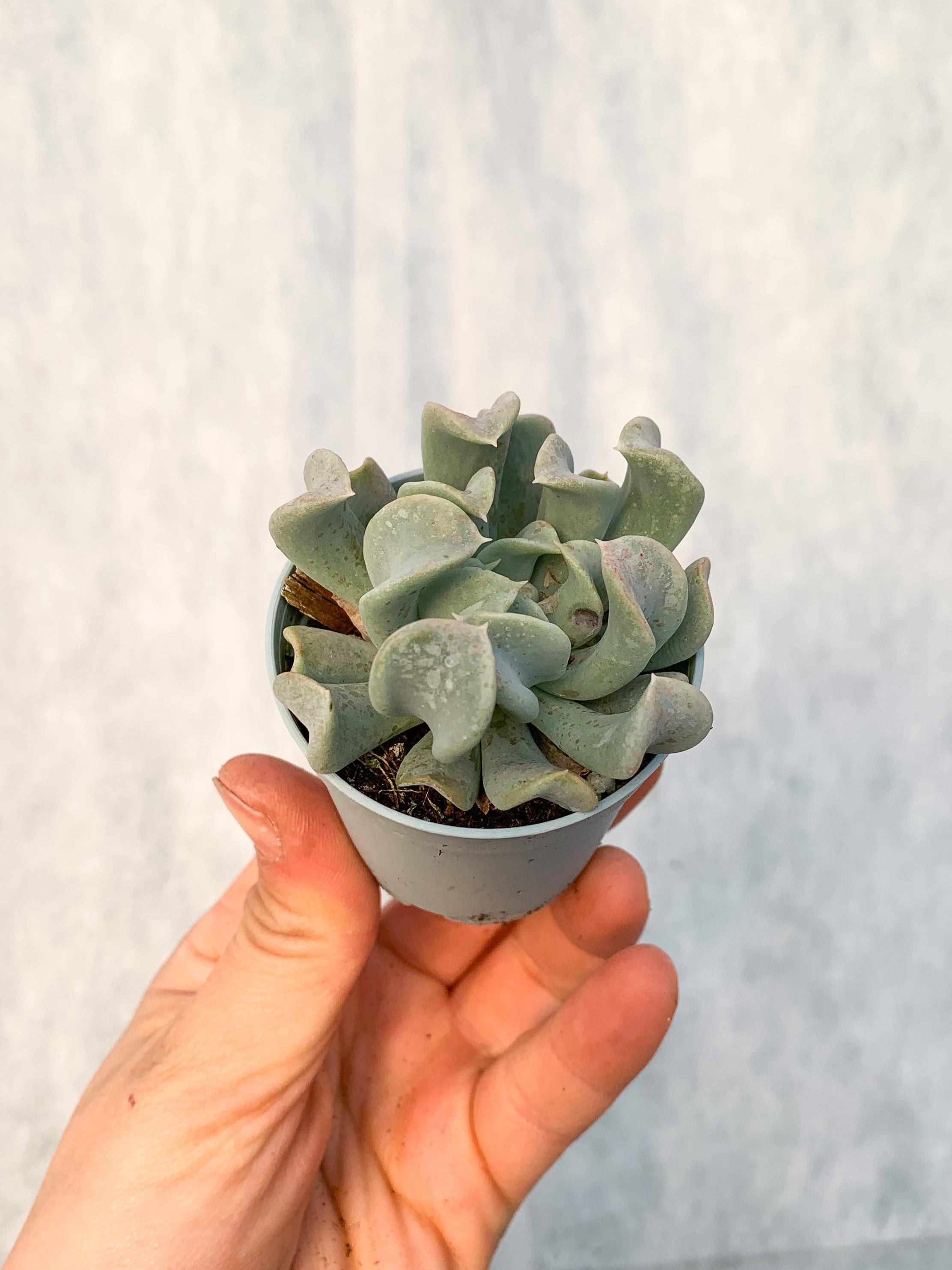 Echeveria Topsy Turvy Sukulent