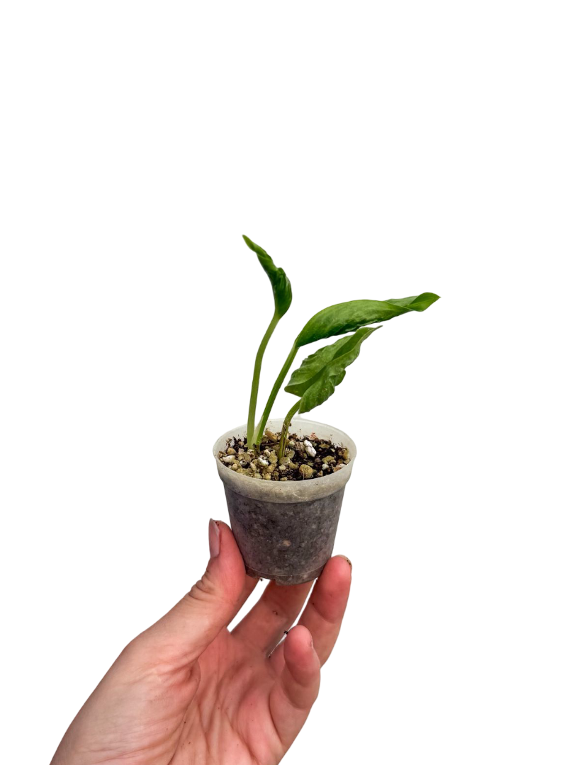 Epipremnum ‘Godzilla'
