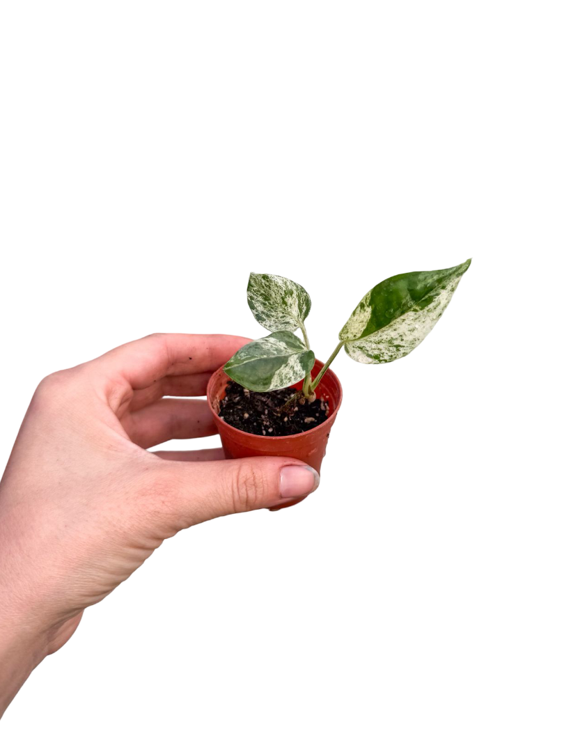 Epipremnum 'Marble Variegata' Mini