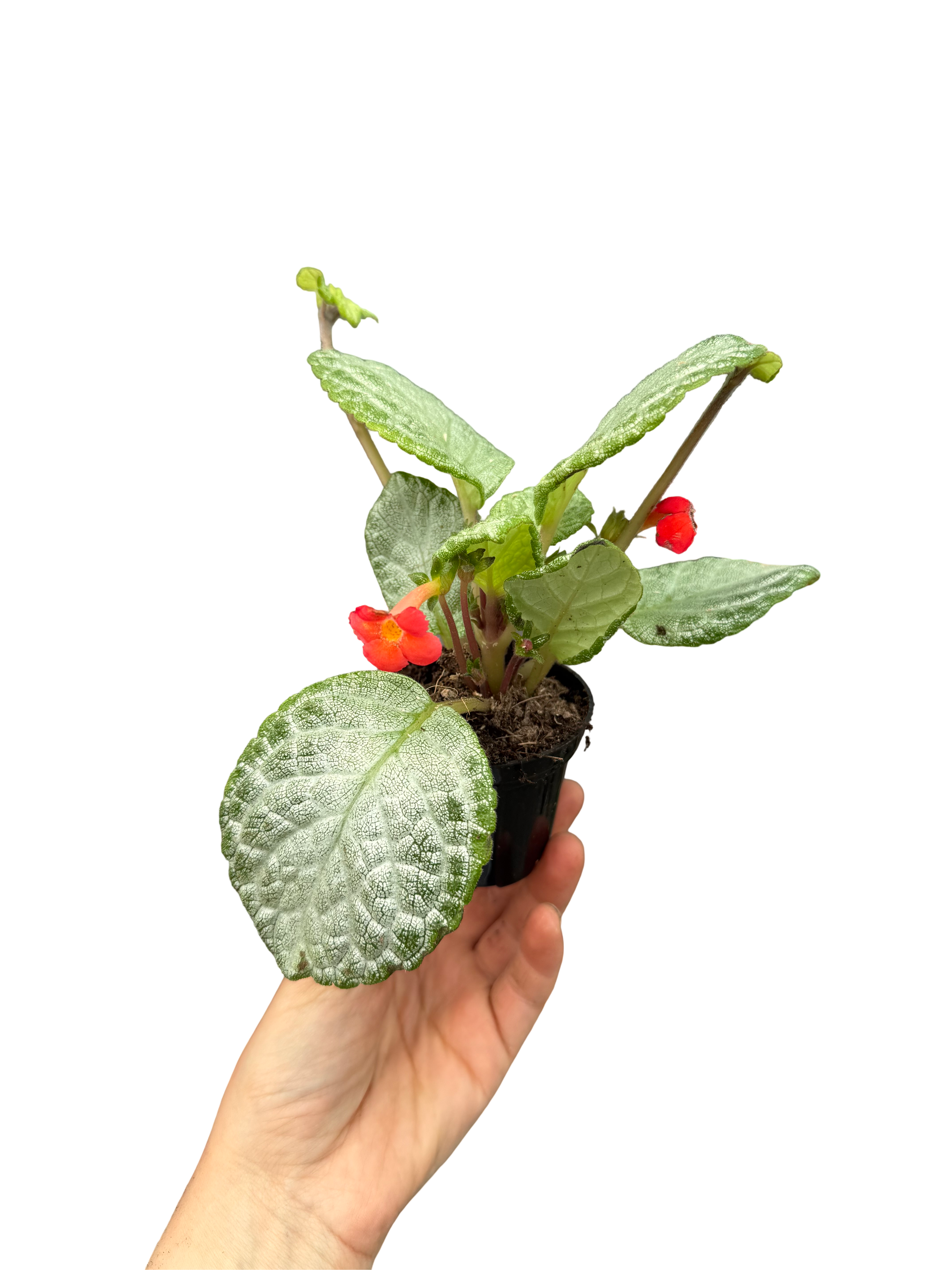 Episcia 'Green Leaf'