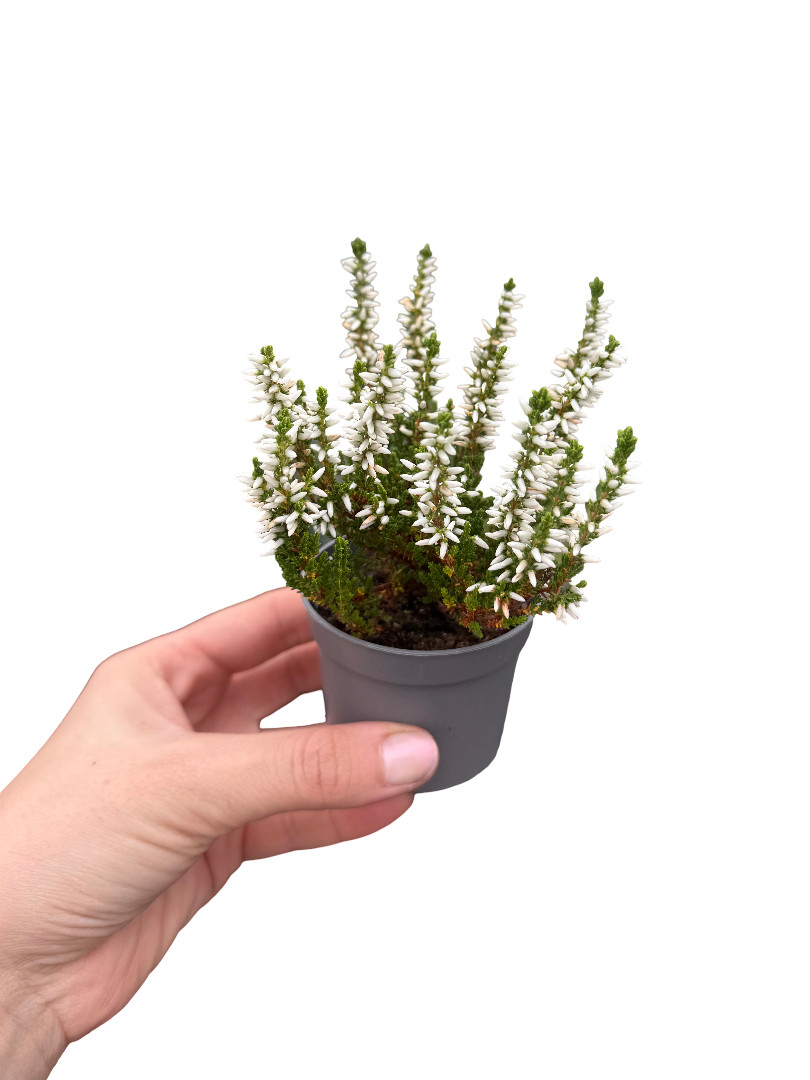 Erica Çiçeği Beyaz Calluna Vulgaris