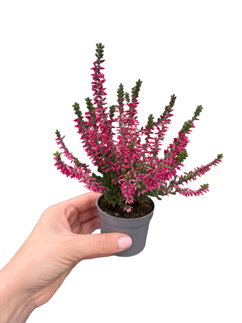 Erica Çiçeği Fuşya Calluna Vulgaris