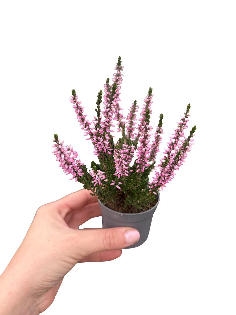 Erica Çiçeği Pembe Calluna Vulgaris