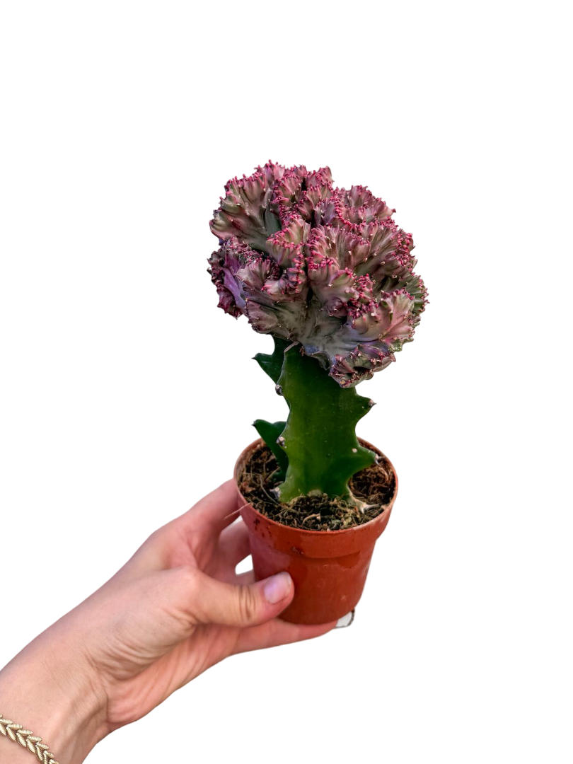 Euphorbia Lactea 'Cristata' Kaktüs
