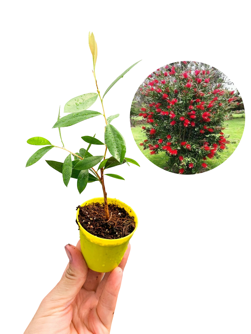 Fırça Çalısı Callistemon Laevis