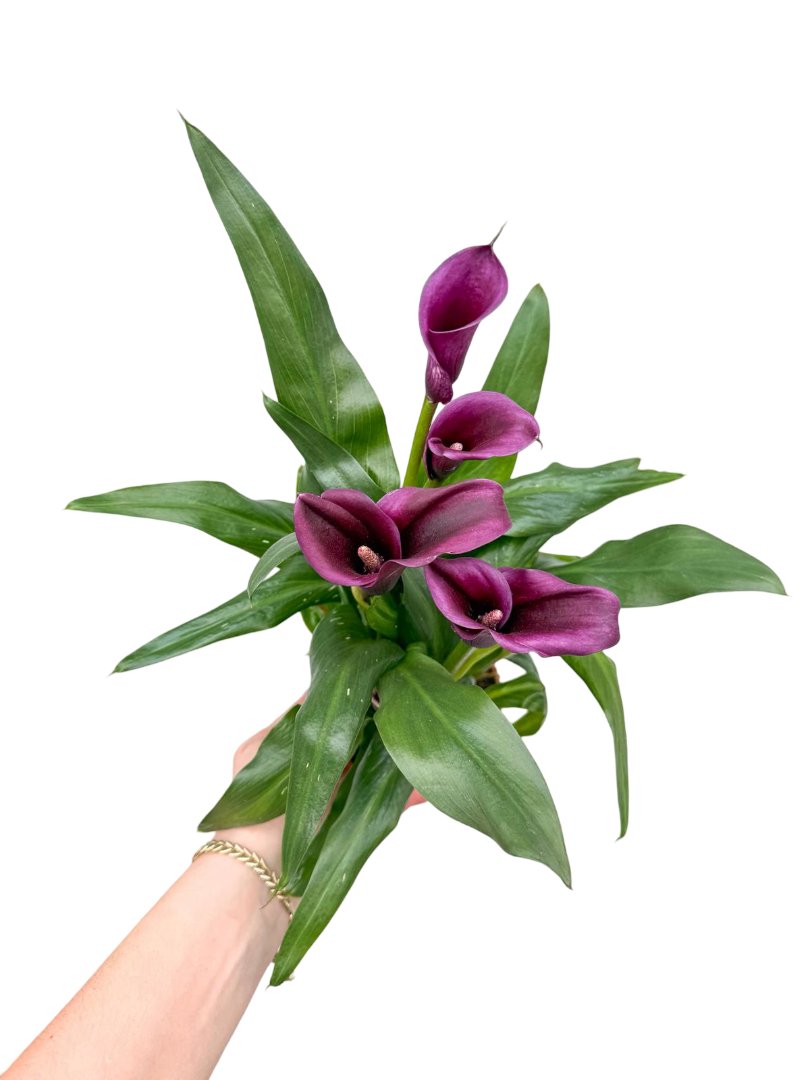 Gala Çiçeği Mor (Zantedeschia Calla)