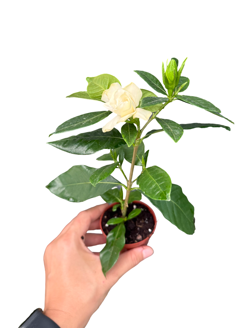 Gardenya Çiçeği 20-25 CM
