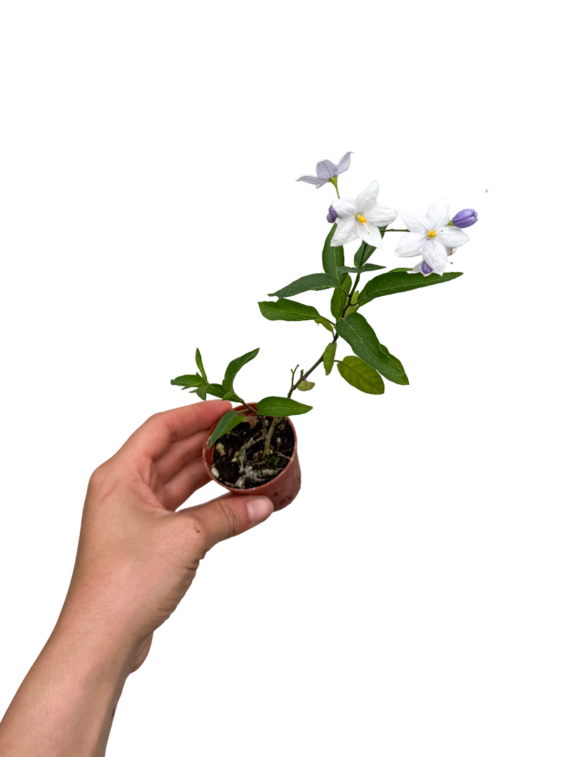 Gelin Çiçeği Sarmaşığı Solanum