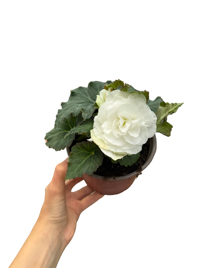 Gelin-Damat Çiçeği Begonia Nonstop Beyaz