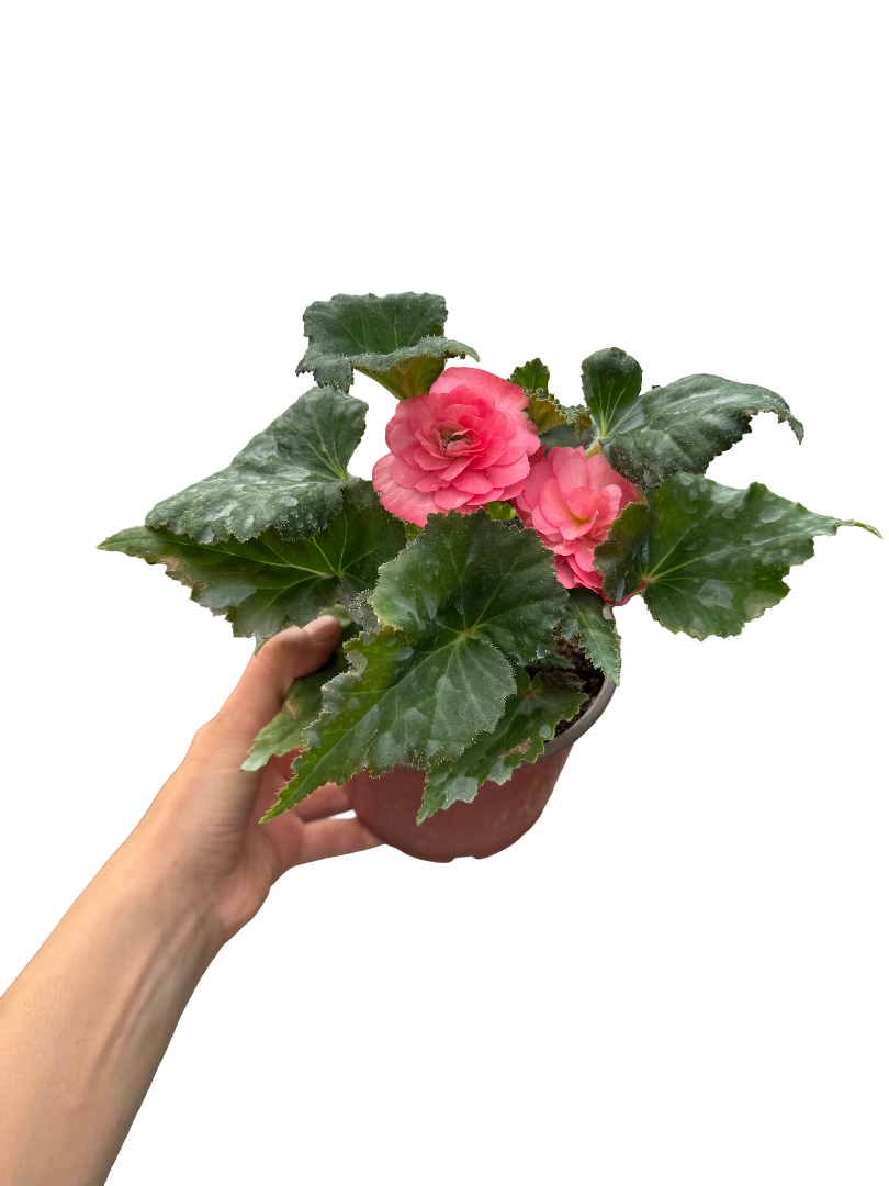 Gelin-Damat Çiçeği Begonia Nonstop Pembe