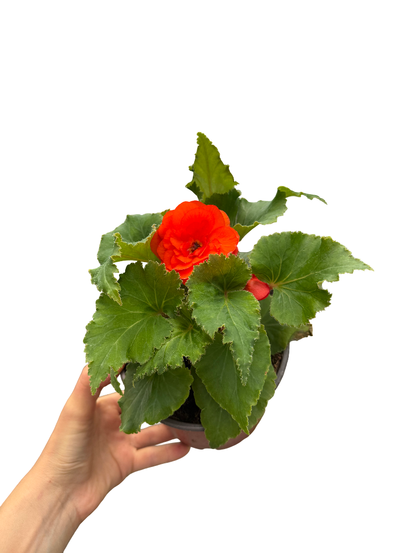 Gelin-Damat Çiçeği Begonia Nonstop Turuncu