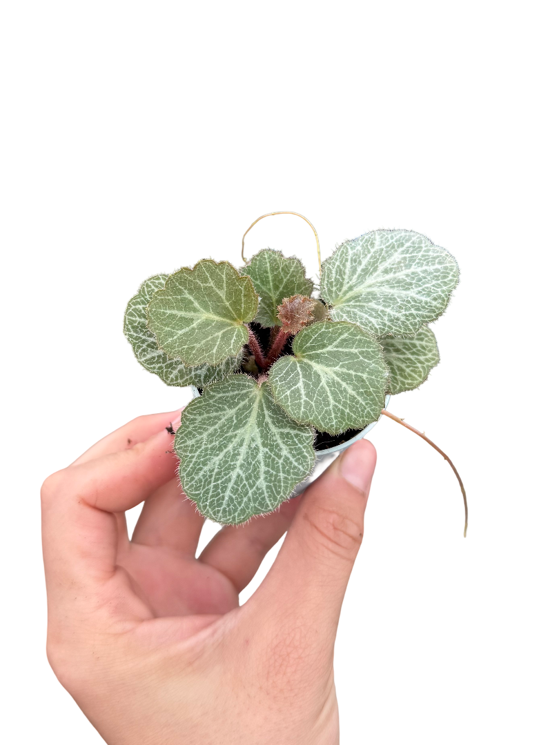 Gelin Teli Çiçeği Begonia Saxifraga