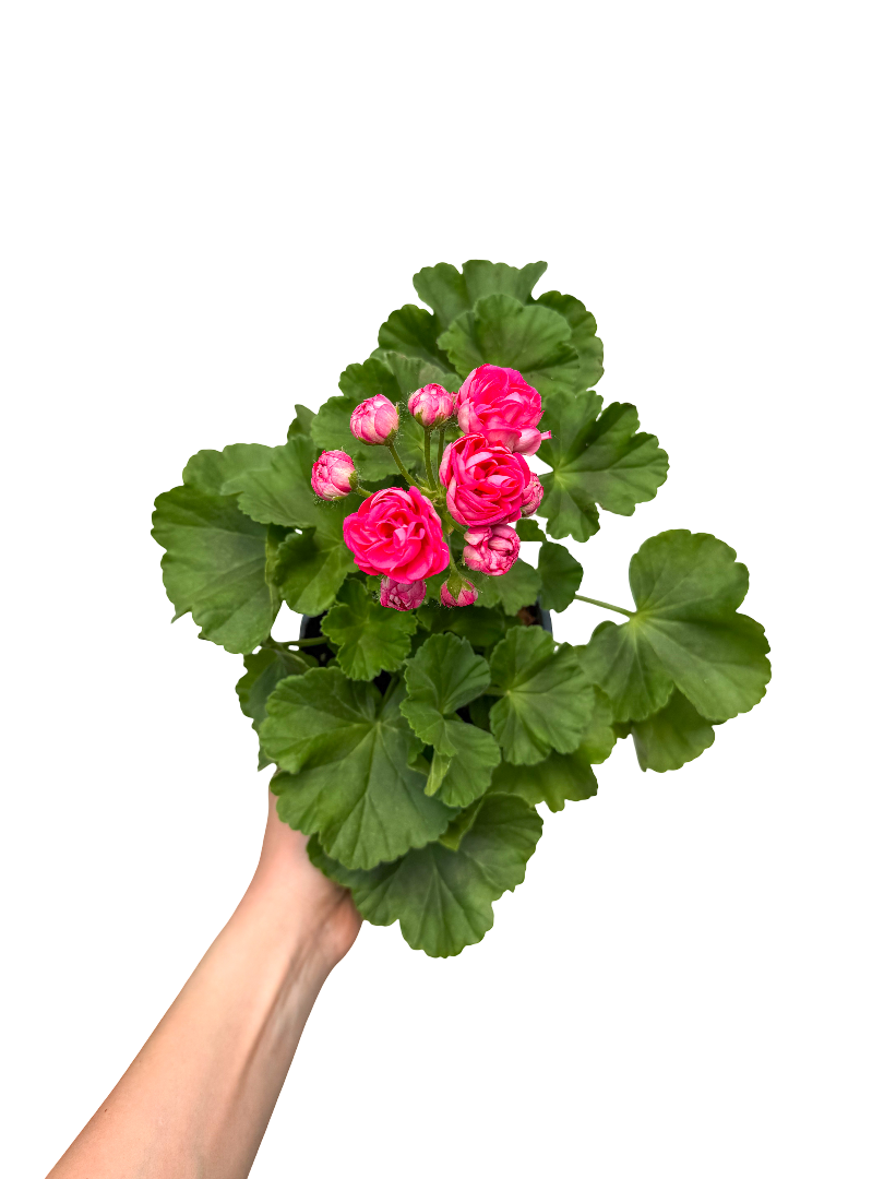 Gül Sardunya Fuşya Pembe Çiçeği Katmerli - Rosalinda