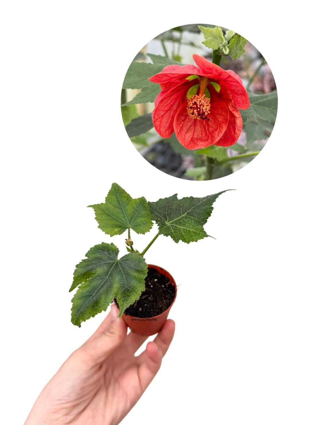Güzelhatmi Çiçeği Ağaç Küpelisi Mini Abutilon