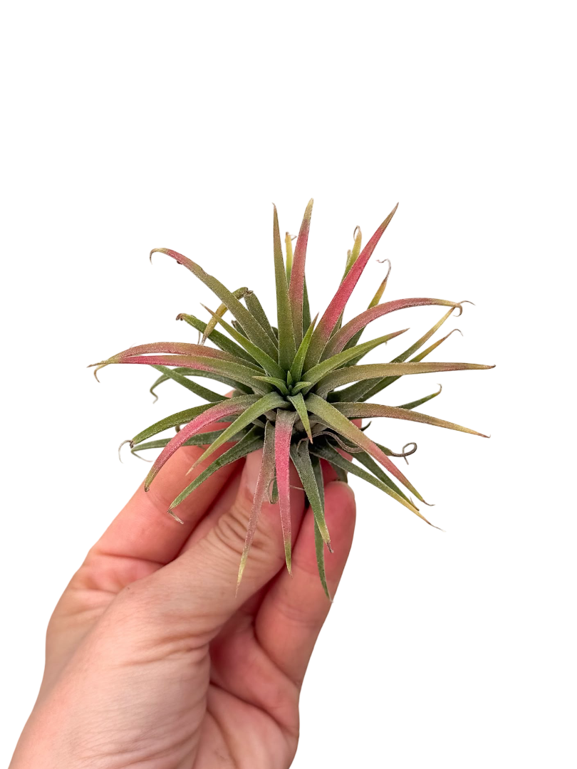 Hava Bitkisi - Çiçeği (Tillandsia Ionantha)
