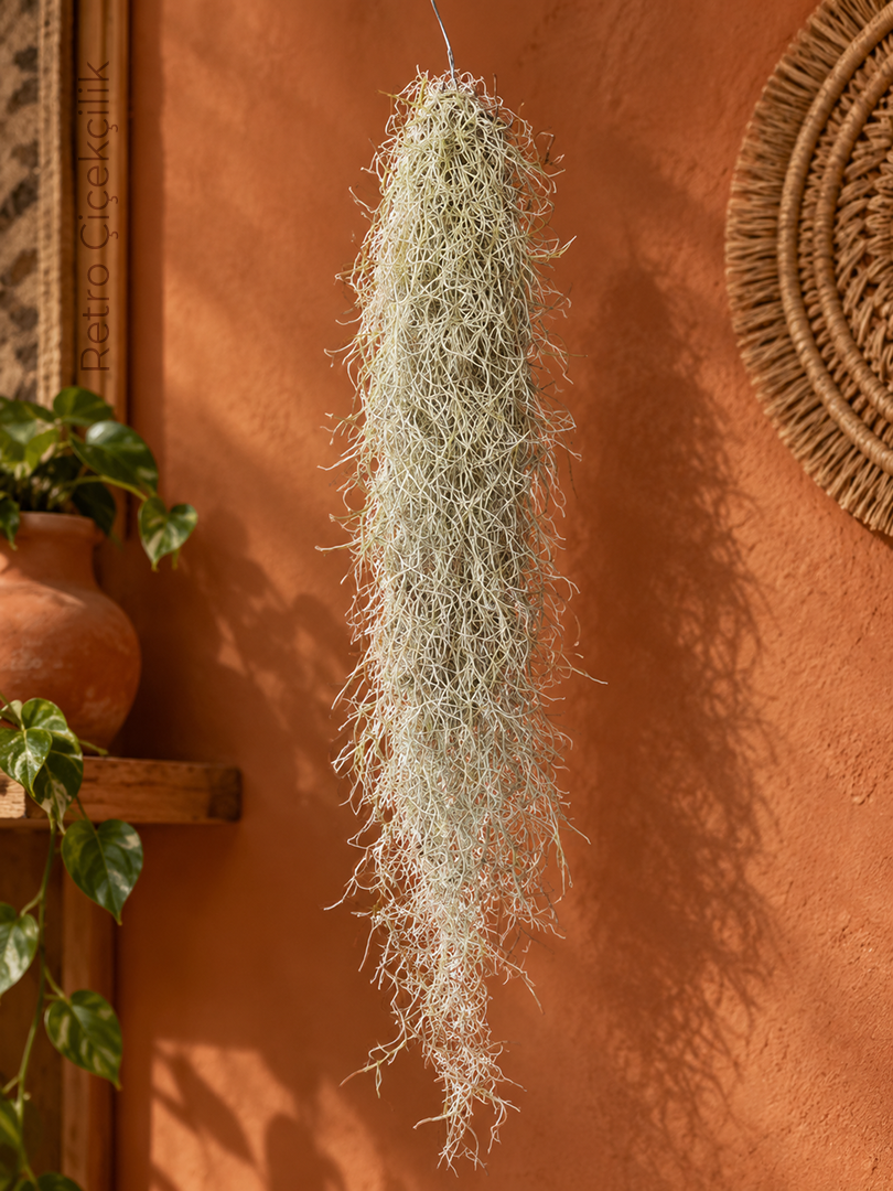 Hava Bitkisi - İspanyol Yosunu 60 CM (Tillandsia Usneoides)