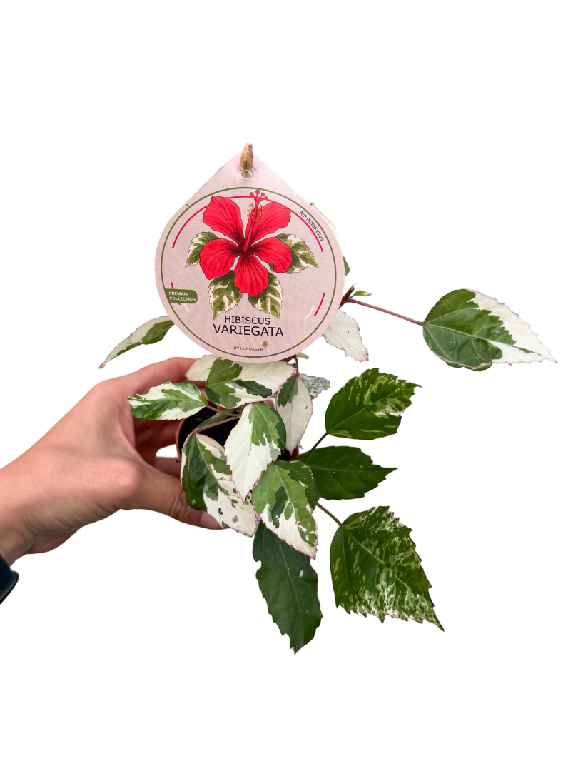 Hibiscus Variegata – Alacalı Japon Gülü