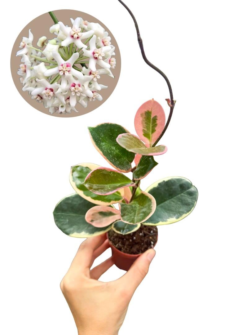 Hoya Australis Blondie Ender Tür Mum Çiçeği