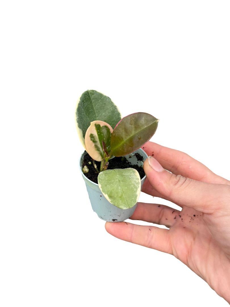 Hoya Australis Blondie Mum Çiçeği Fide