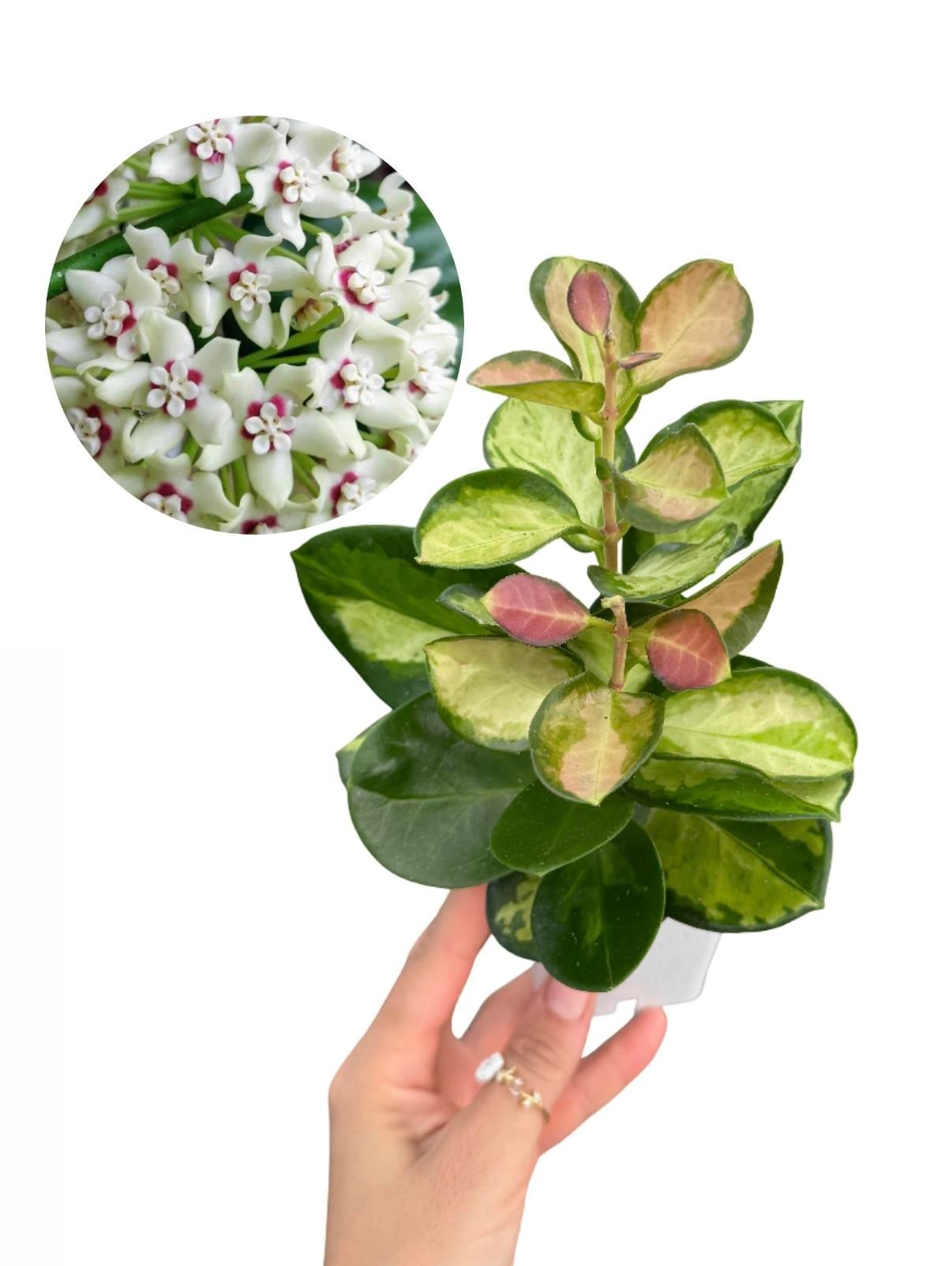 Hoya Australis Lisa Mum Çiçeği