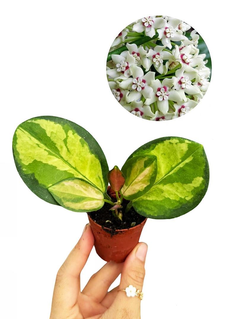 Hoya Australis Lisa Mum Çiçeği Fide