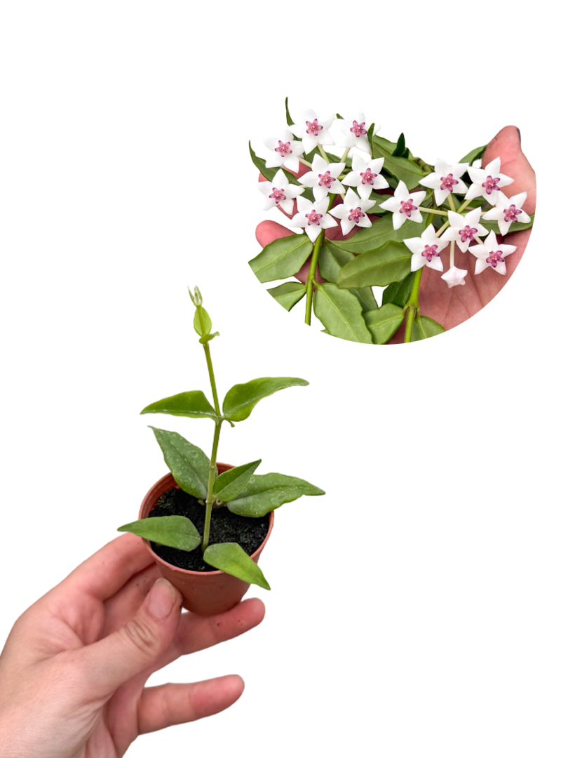 Hoya Bella Mum Çiçeği Fide Boy