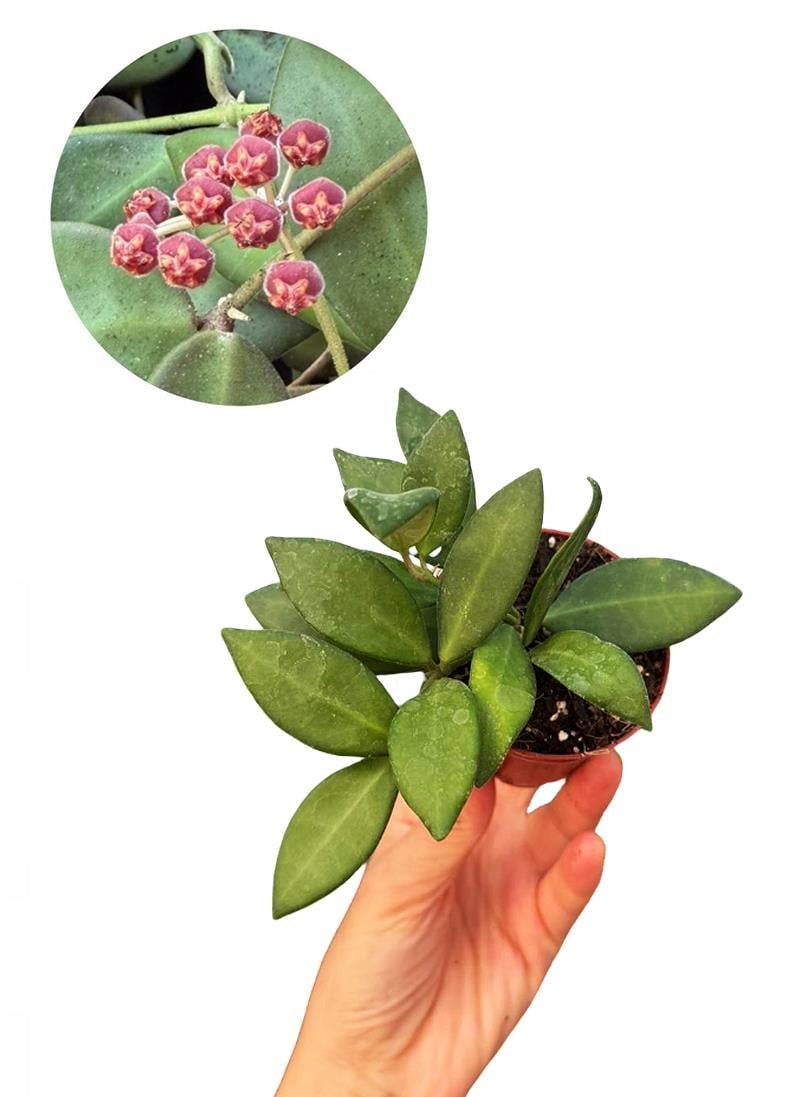 Hoya Burtoniae Mum Çiçeği Fide