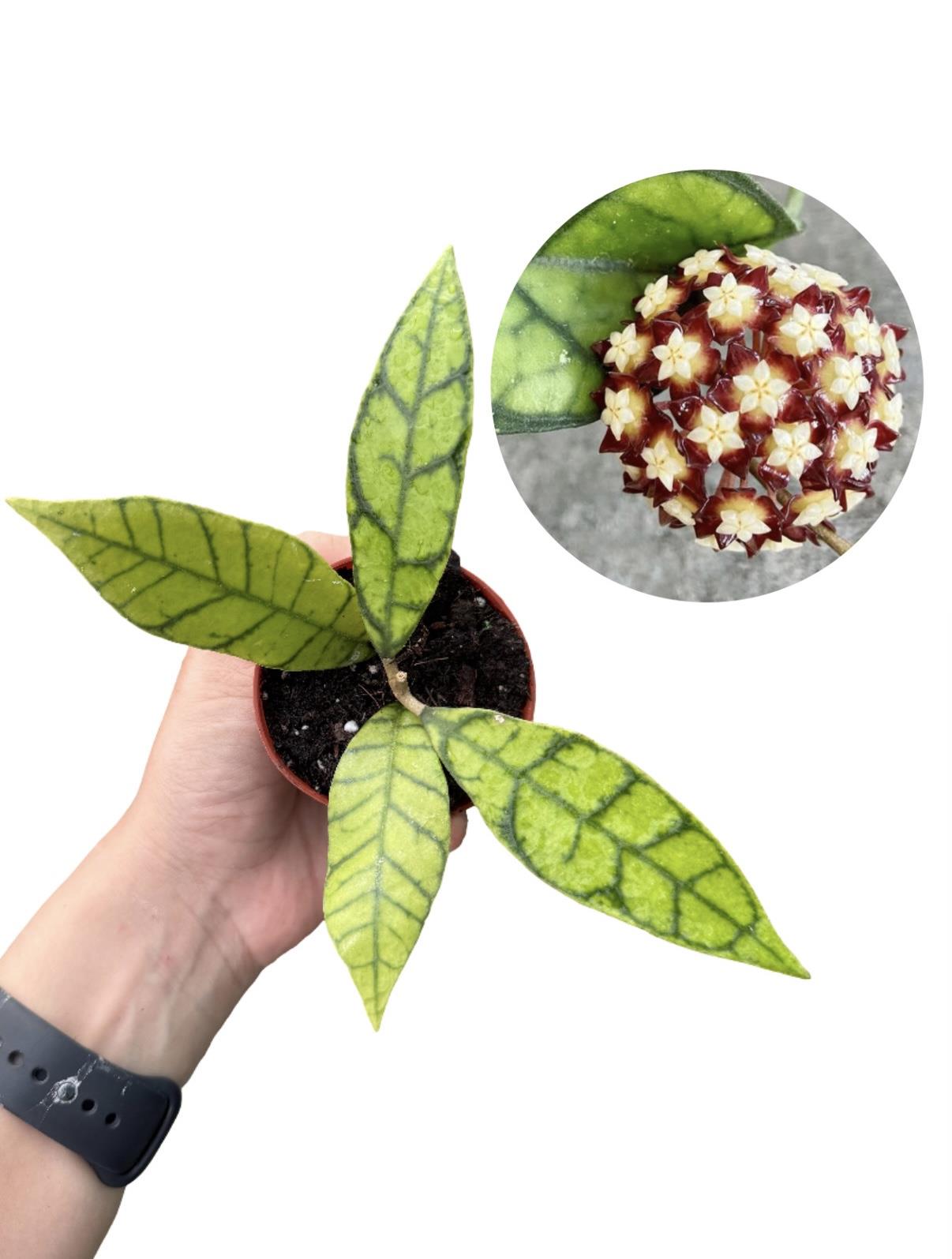 Hoya Callistophylla Mum Çiçeği Fide