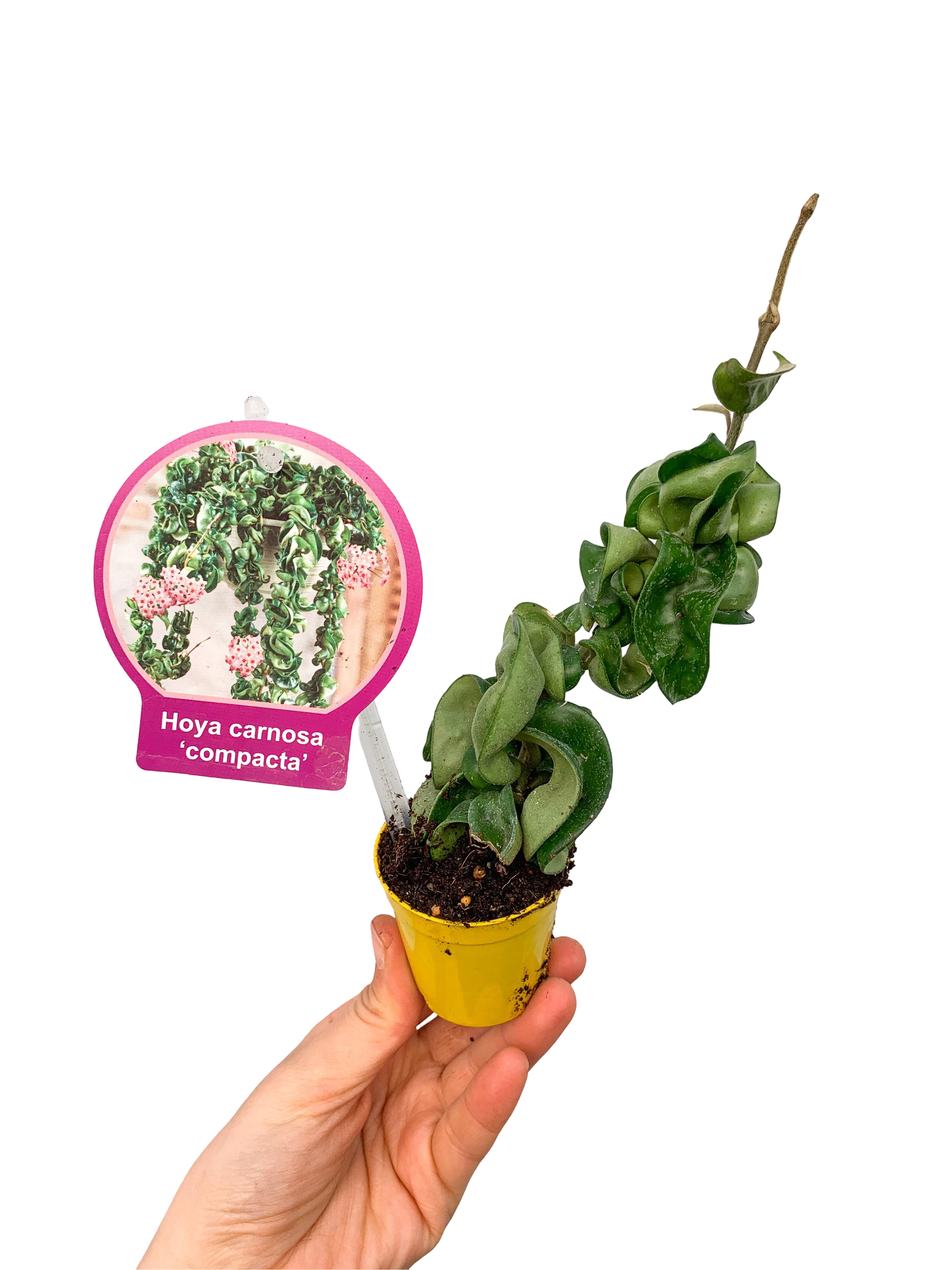 Hoya Carnosa Compacta Mum Çiçeği