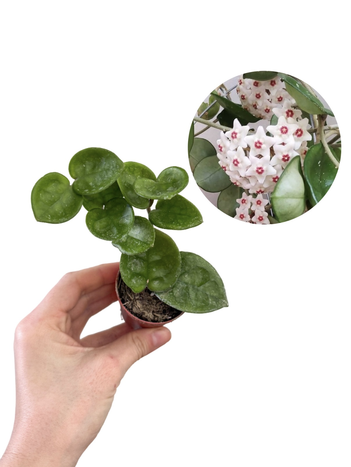 Hoya Chelsea Mum Çiçeği