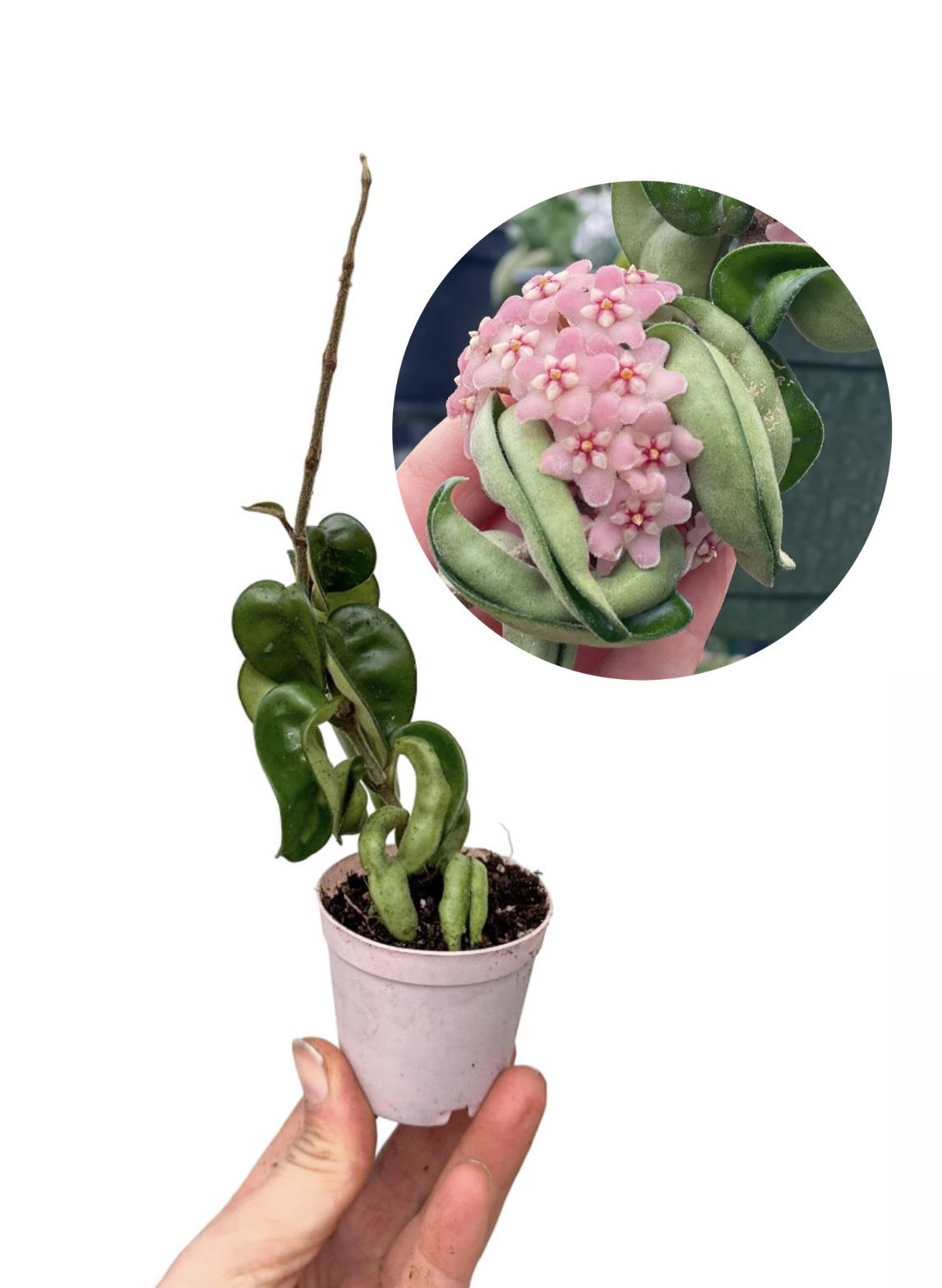 Hoya Compacta Mini Fide