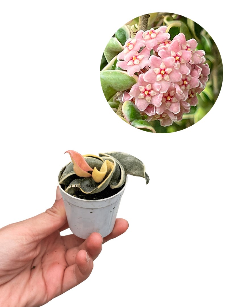 Hoya Compacta Variegata Mum Çiçeği
