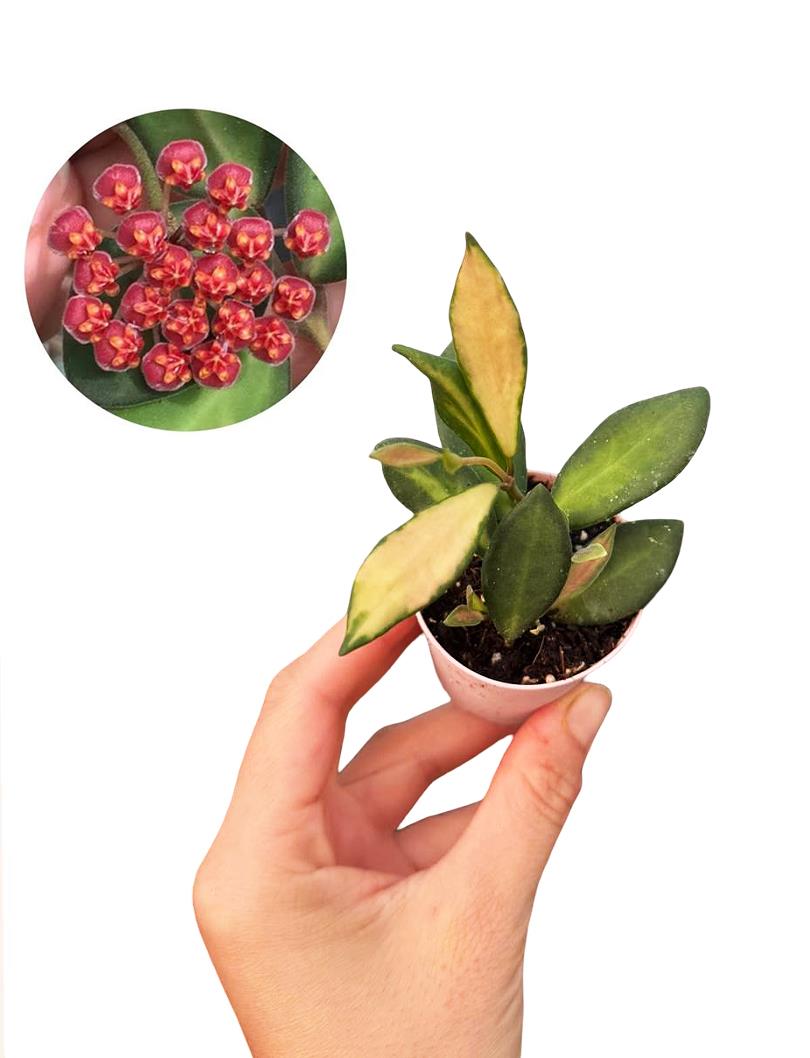 Hoya DS 70 Mum Çiçeği Fide