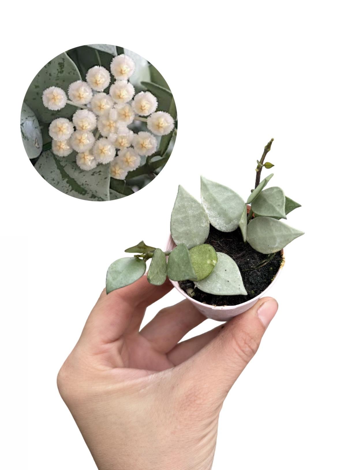 Hoya Eskimo Mum Çiçeği Fide